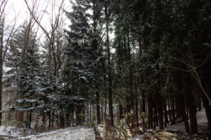 雪の積もったエゾアカマツの並木