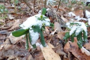 雪の積もったナニワズ