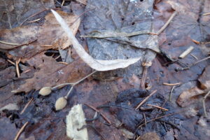 オオバボダイジュの果実