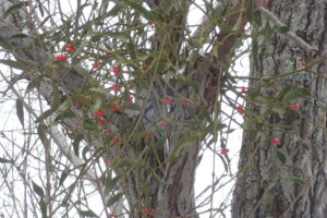 ヤドリギと赤い果実