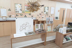 ヤドリギの展示