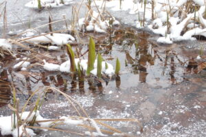 ミズバショウの芽