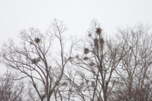 木にたくさんヤドリギが付いている