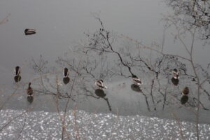 氷のふちで休んでいるカモたち