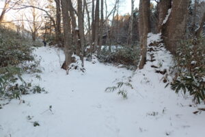 雪に覆われた森