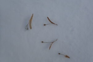 オオバボダイジュの果実