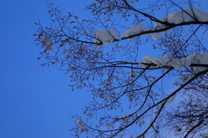 木の枝に付いたオオバボダイジュの果実