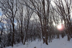 雪に包まれた森の中の様子