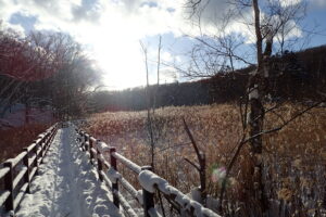 雪の積もった湿原と木道
