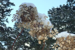 ノリウツギのドライフラワー