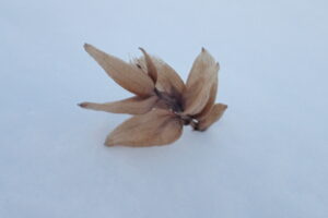 ホップのような形のアサダの果実