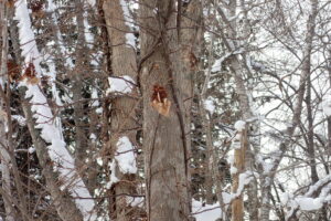 イワガラミの飾り花
