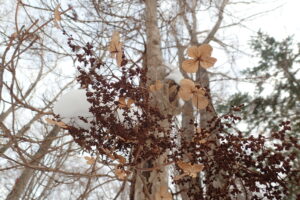 ツルアジサイのドライフラワー