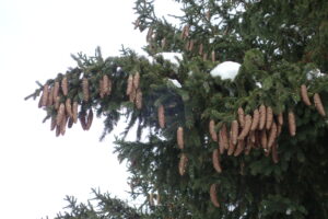 ヨーロッパトウヒの球果