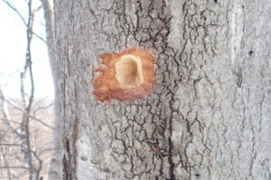クマゲラが穴をあけた木