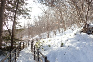 雪が積もった木道