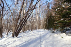 雪が積もった園内の様子