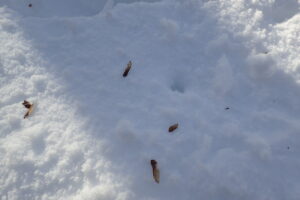 雪の上に落ちているカエデの果実