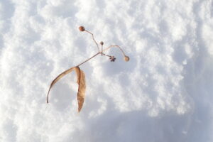 雪の上にあるシナノキの果実