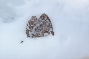 ケヤマハンノキの枯れ葉