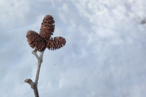 枝ごと雪の上に落ちていたケヤマハンノキの果実