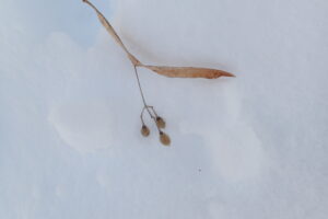 雪の上にオオバボダイジュの果実