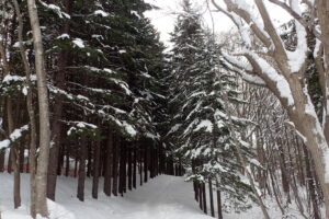 アカエゾマツの並木