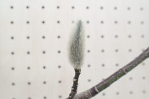 キタコブシのフワフワの毛に包まれた冬芽