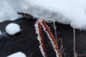 樹霜が付いた枝