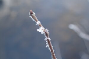 樹霜が付いた枝
