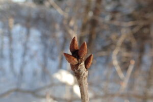 ミズナラの冬芽