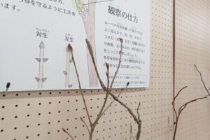 冬芽の展示