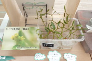ヤドリギの花の付いた枝の展示