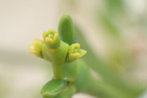 黄色いヤドリギの雌花