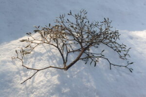 雪の上に落ちていたヤドリギの枝