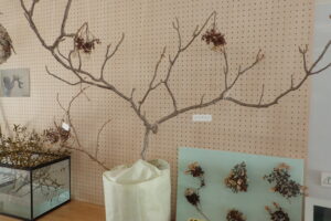 冬芽の展示コーナー