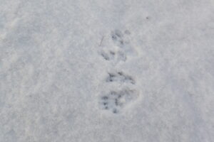 エゾリスの足跡