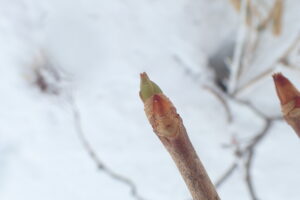 イワガラミの冬芽