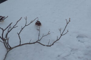 イワガラミの枝