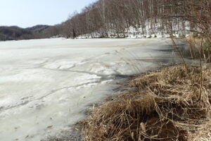 池の氷のふちが少し融けている。