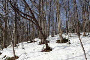 木の幹の周りの雪がが融けている