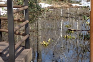 湿原に顔を出したミズバショウの芽