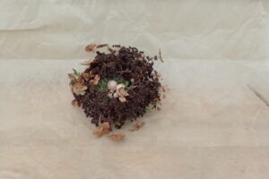 鳥の巣のクラフト