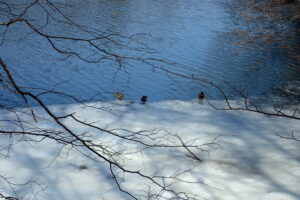 池の氷の上で休むマガモたち