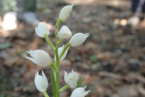 白いクゲヌマランの花