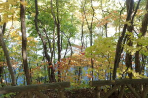 広葉樹が落葉を始めた園内