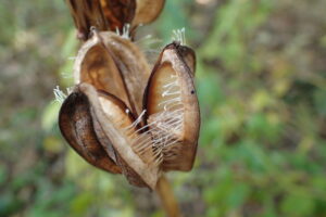 枯草色になり開いたオオウバユリの果実