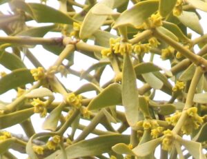 ヤドリギの黄色い花