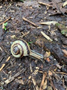 カタツムリの一種サッポロマイマイ