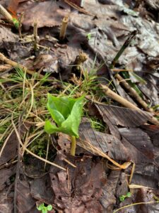エンレイソウの芽